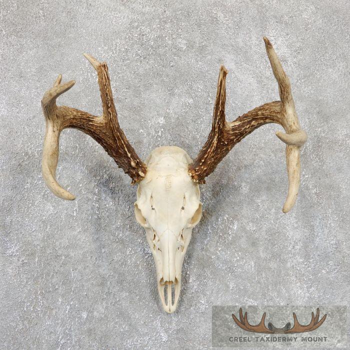Whitetail Deer Skull European Taxidermy Mount For Sale