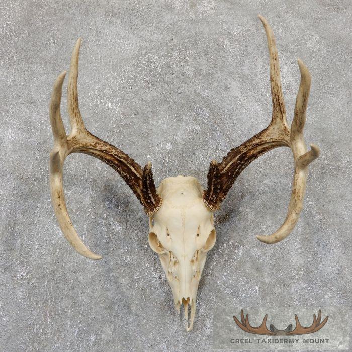 Whitetail Deer Skull European Taxidermy Mount For Sale