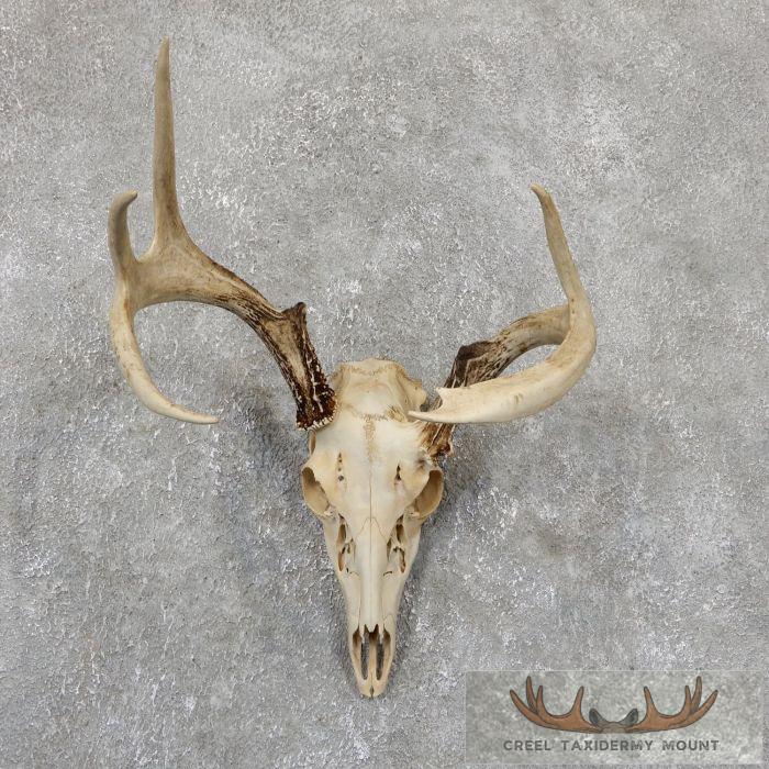 Whitetail Deer Skull European Taxidermy Mount For Sale