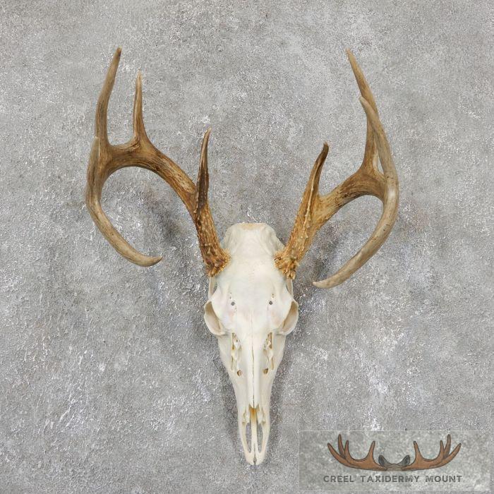 Whitetail Deer Skull European Taxidermy Mount For Sale