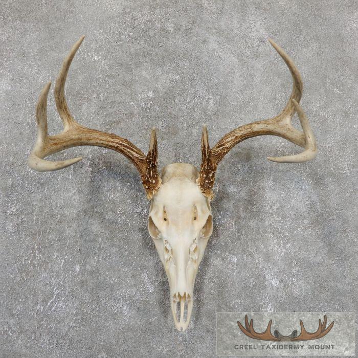 Whitetail Deer Skull European Taxidermy Mount For Sale