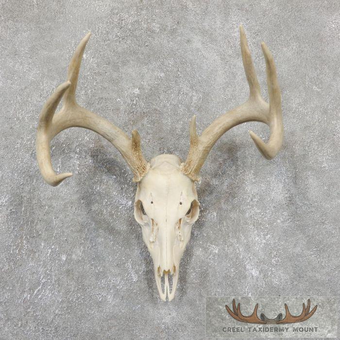 Whitetail Deer Skull European Taxidermy Mount For Sale