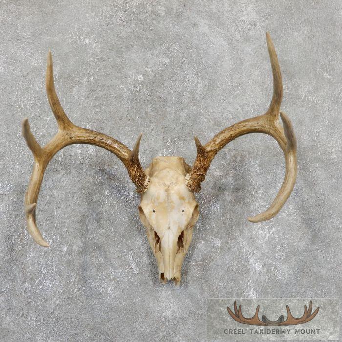 Whitetail Deer Skull European Taxidermy Mount For Sale