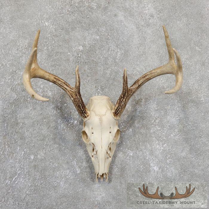 Whitetail Deer Skull European Taxidermy Mount For Sale