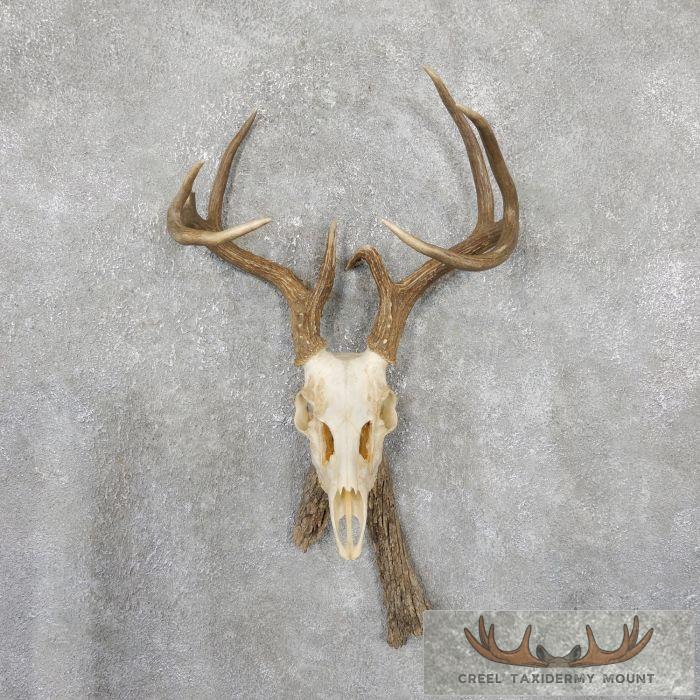 Whitetail Deer Skull European Taxidermy Mount For Sale