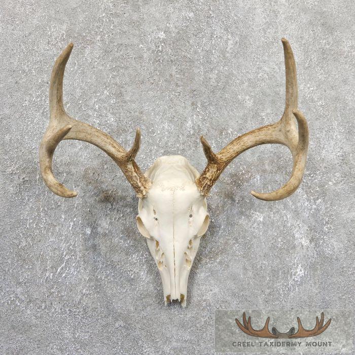 Whitetail Deer Skull European Taxidermy Mount For Sale