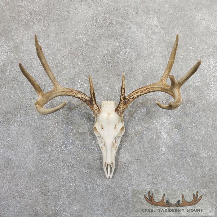 Whitetail Deer Skull European Taxidermy Mount For Sale
