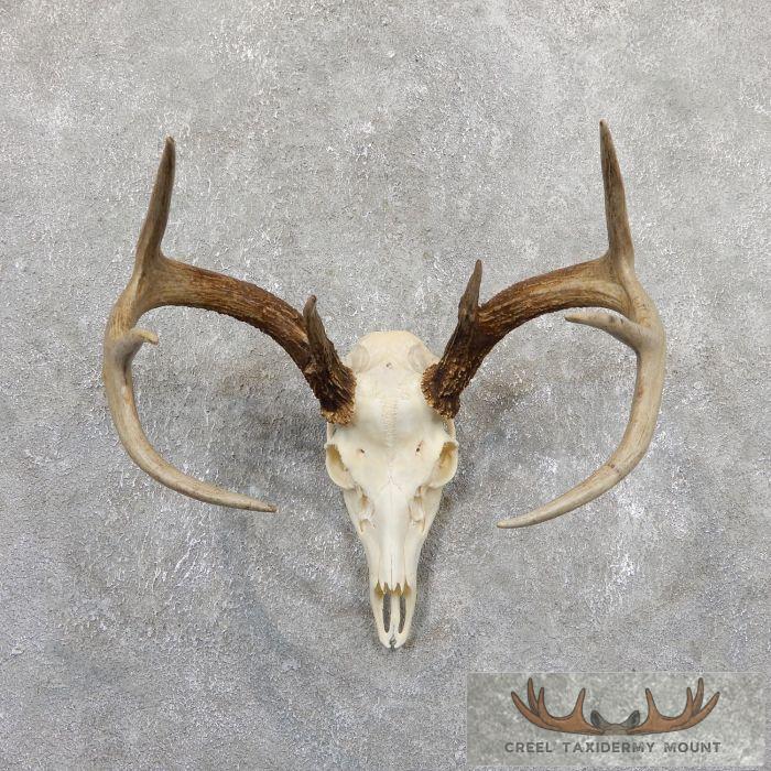 Whitetail Deer Skull European Taxidermy Mount For Sale