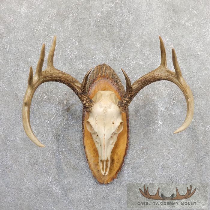 Whitetail Deer Skull European Taxidermy Mount For Sale