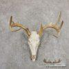 Whitetail Deer Skull European Taxidermy Mount For Sale
