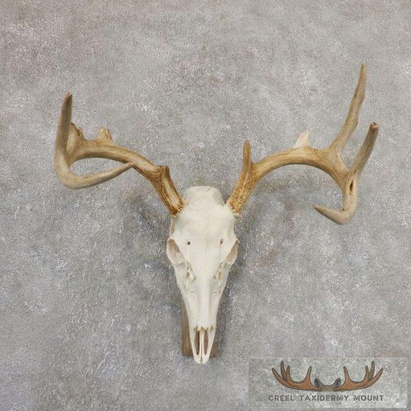 Whitetail Deer Skull European Taxidermy Mount For Sale