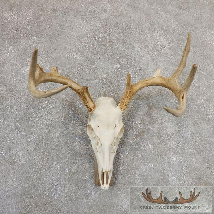 Whitetail Deer Skull European Taxidermy Mount For Sale