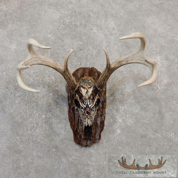 Whitetail Deer Skull European Taxidermy Mount For Sale