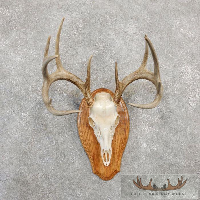Whitetail Deer Skull European Taxidermy Mount For Sale