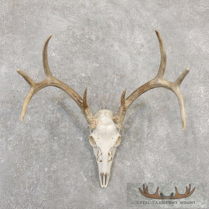 Whitetail Deer Skull European Taxidermy Mount For Sale
