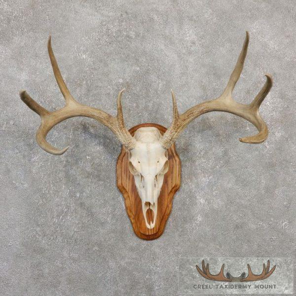Whitetail Deer Skull European Taxidermy Mount For Sale