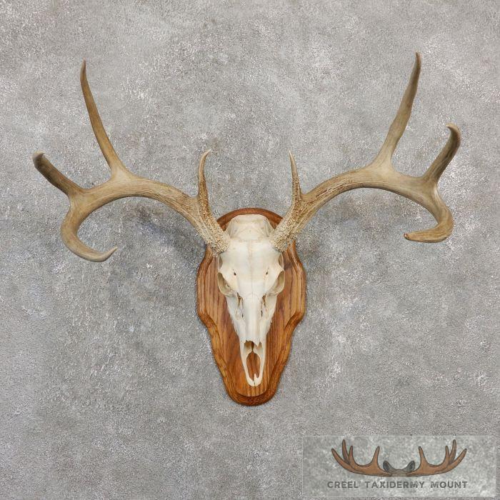 Whitetail Deer Skull European Taxidermy Mount For Sale