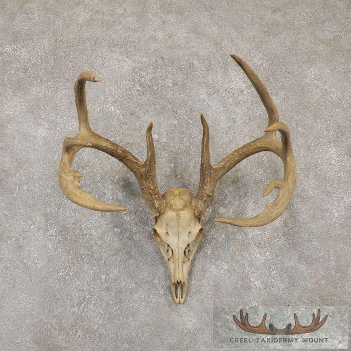 Whitetail Deer Skull European Taxidermy Mount For Sale