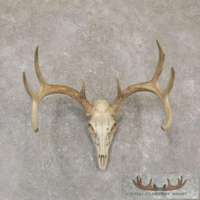 Whitetail Deer Skull European Taxidermy Mount For Sale