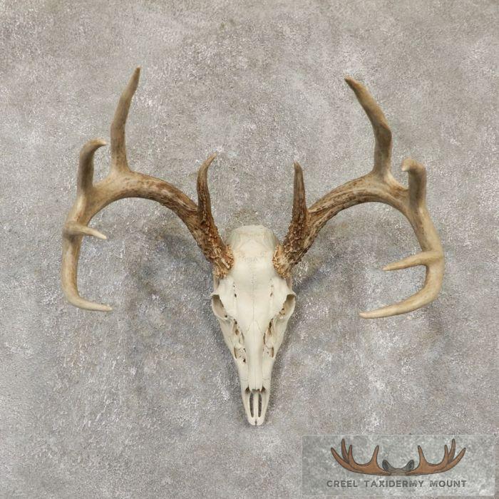 Whitetail Deer Skull European Taxidermy Mount For Sale
