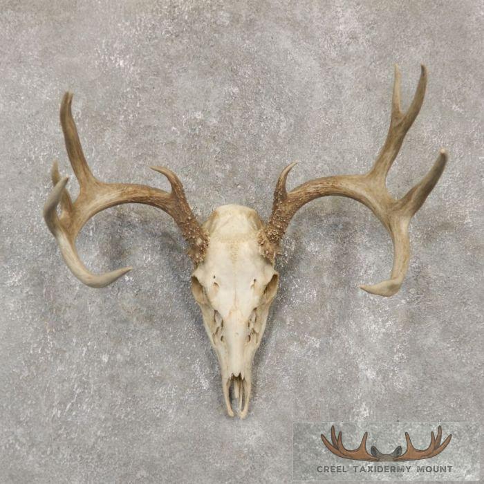 Whitetail Deer Skull European Taxidermy Mount For Sale