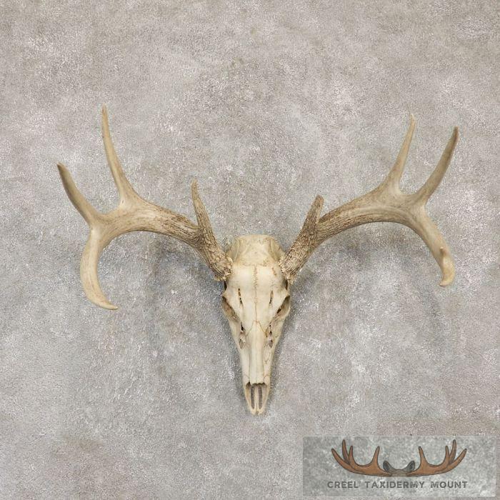 Whitetail Deer Skull European Taxidermy Mount For Sale