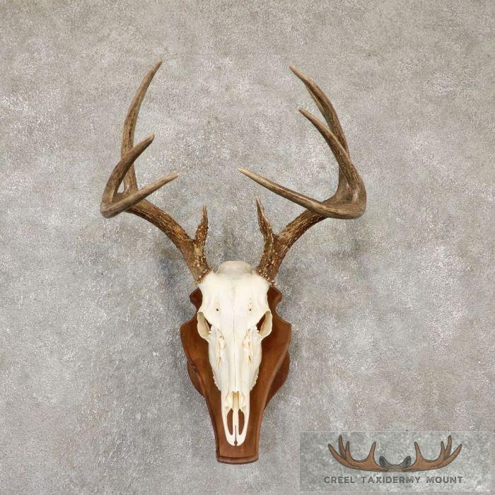 Whitetail Deer Skull European Taxidermy Mount For Sale