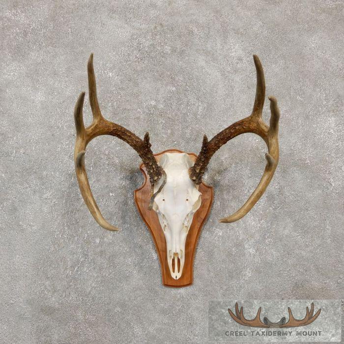 Whitetail Deer Skull European Taxidermy Mount For Sale