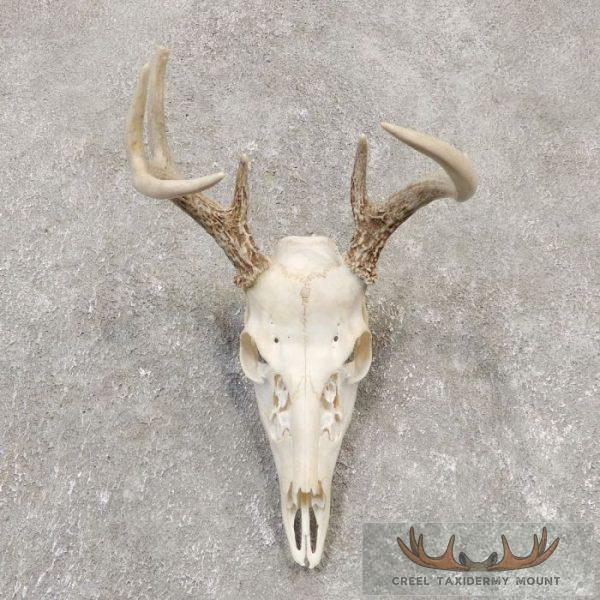 Whitetail Deer Skull European Taxidermy Mount For Sale