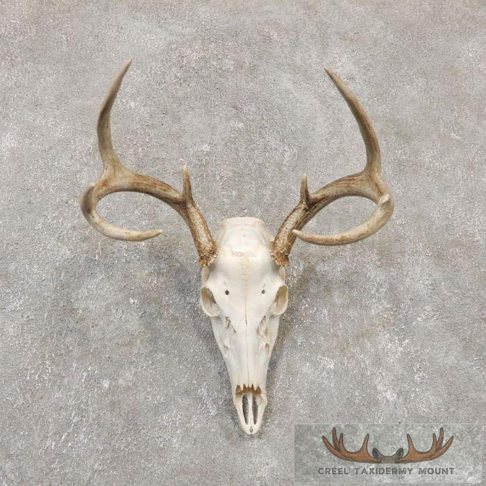 Whitetail Deer Skull European Taxidermy Mount For Sale
