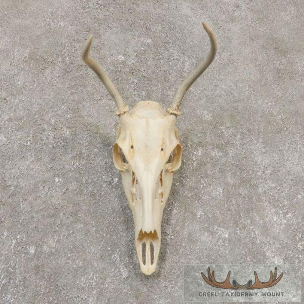 Whitetail Deer Skull European Taxidermy Mount For Sale