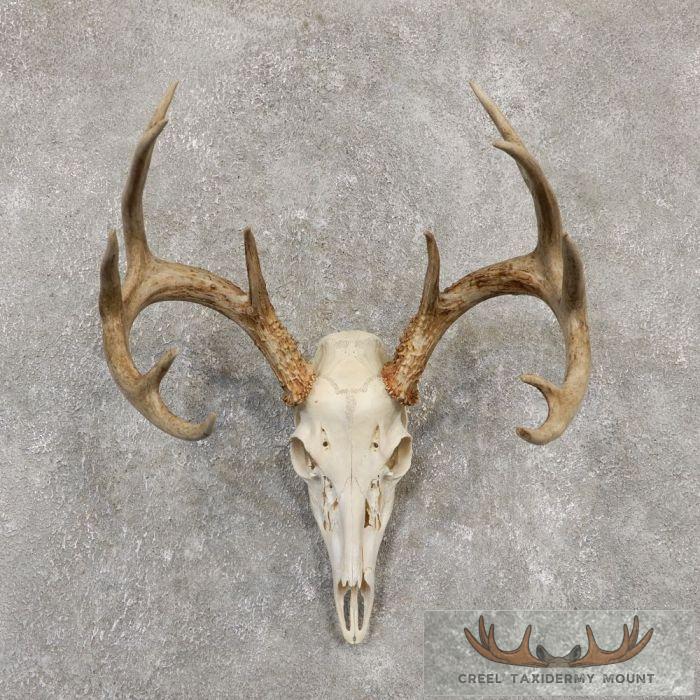Whitetail Deer Skull European Taxidermy Mount For Sale