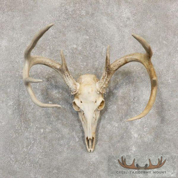 Whitetail Deer Skull European Taxidermy Mount For Sale