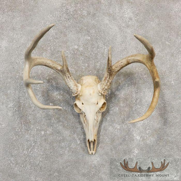 Whitetail Deer Skull European Taxidermy Mount For Sale
