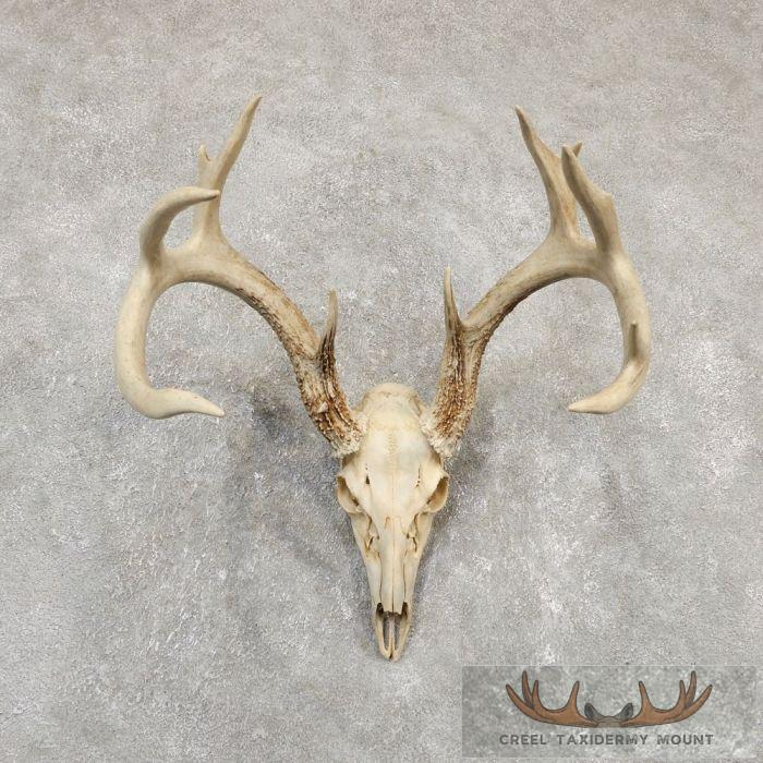 Whitetail Deer Skull European Taxidermy Mount For Sale