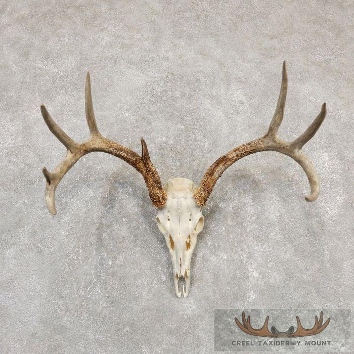 Whitetail Deer Skull European Taxidermy Mount For Sale