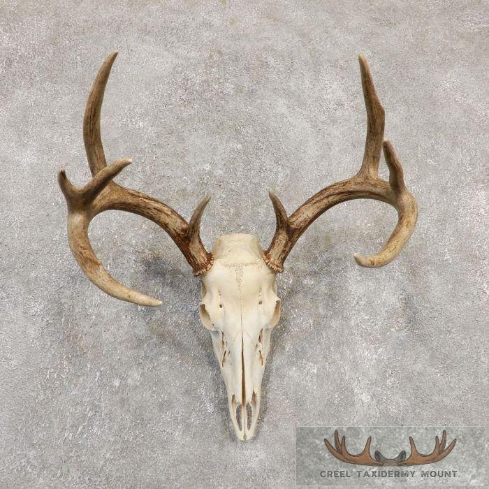 Whitetail Deer Skull European Taxidermy Mount For Sale