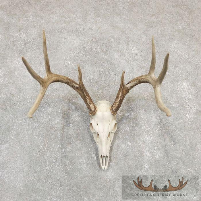 Whitetail Deer Skull European Taxidermy Mount For Sale