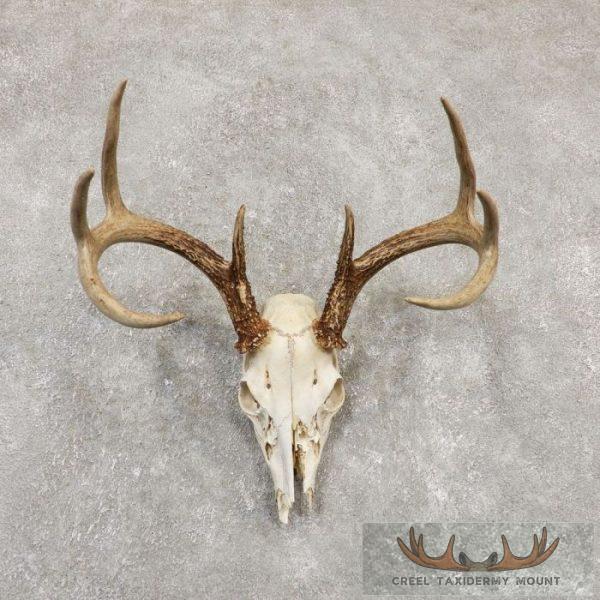 Whitetail Deer Skull European Taxidermy Mount For Sale