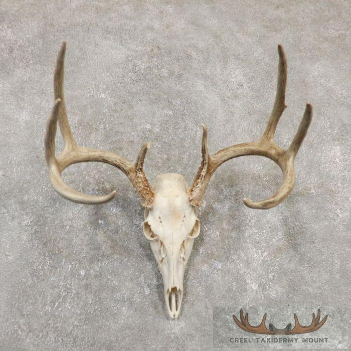 Whitetail Deer Skull European Taxidermy Mount For Sale