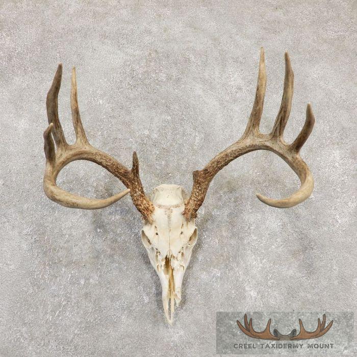 Whitetail Deer Skull European Taxidermy Mount For Sale
