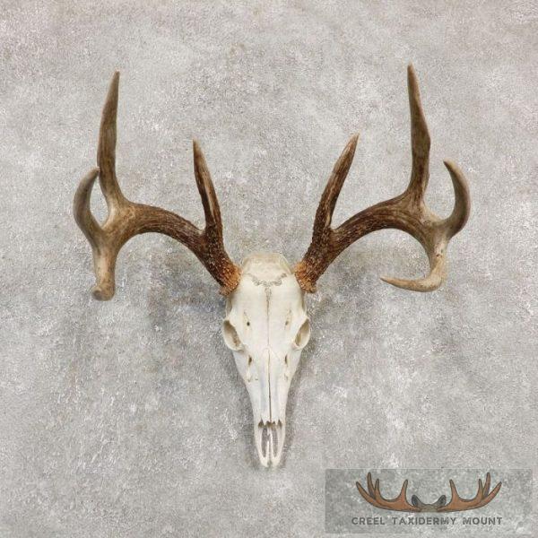 Whitetail Deer Skull European Taxidermy Mount For Sale