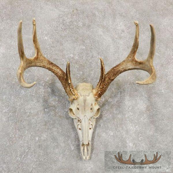 Whitetail Deer Skull European Taxidermy Mount For Sale