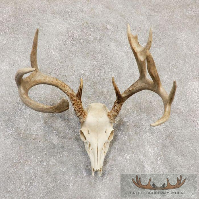 Whitetail Deer Skull European Taxidermy Mount For Sale