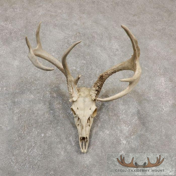 Whitetail Deer Skull European Taxidermy Mount For Sale