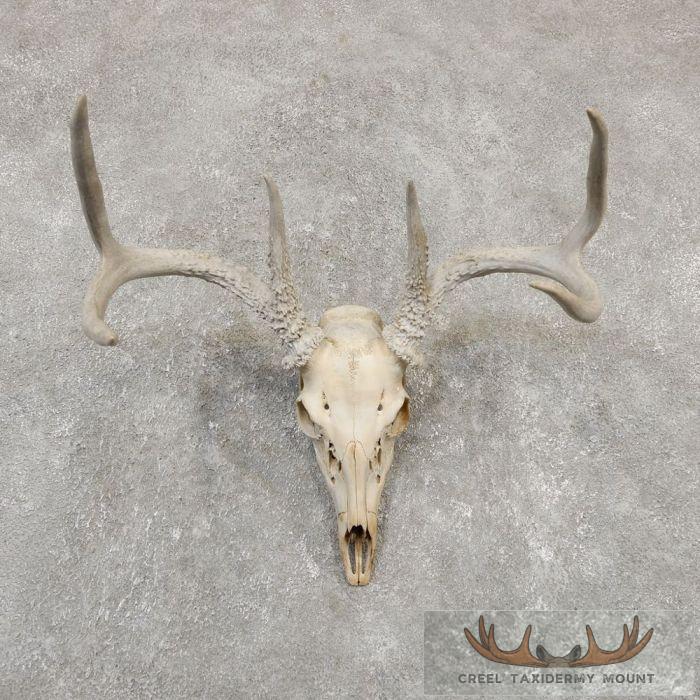 Whitetail Deer Skull European Taxidermy Mount For Sale