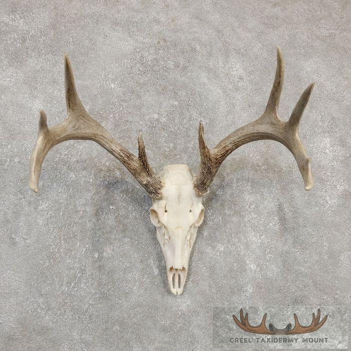 Whitetail Deer Skull European Taxidermy Mount For Sale