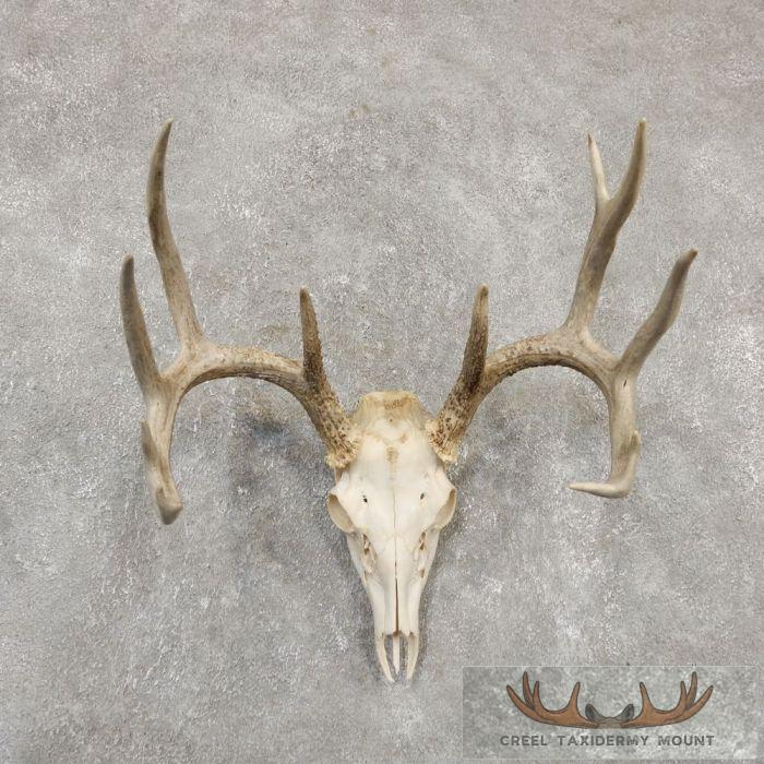 Whitetail Deer Skull European Taxidermy Mount For Sale