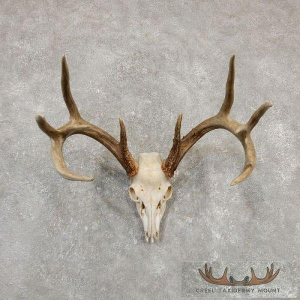 Whitetail Deer Skull European Taxidermy Mount For Sale