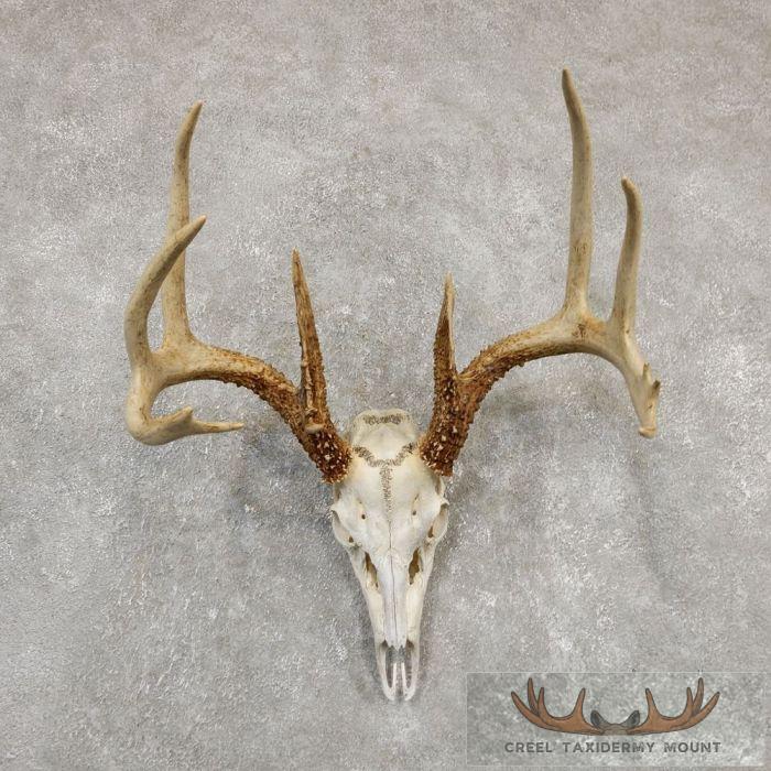 Whitetail Deer Skull European Taxidermy Mount For Sale